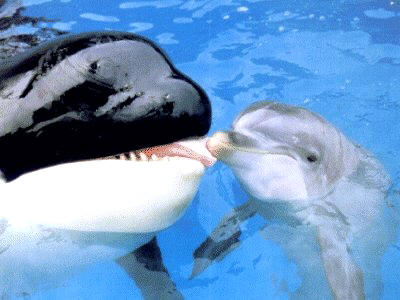 orca-delfino